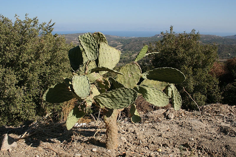 Rodos 2007 776